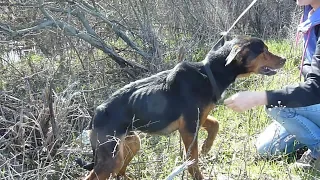 Rescue Of Starving Injured Dog Who Jumped Into My Arms