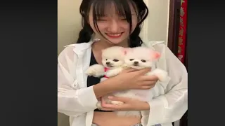 Tik Tok Chó Phốc Sóc Mini 😍 Cute Pomeranian Videos (P34)