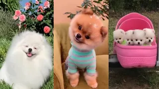 Очень милые шпицы - Funny and Cute Pomeranian 🥰😍😘 #shorts