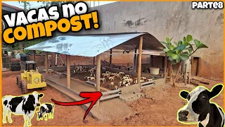 COLOCANDO AS VACAS NO COMPOST BARN!!🐄🐄(parte8)