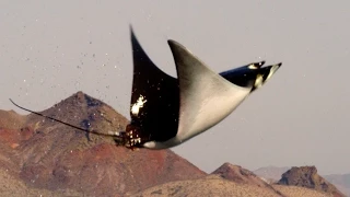 Mobula Rays belly flop to attract a mate - Shark: Episode 2 Preview - BBC One