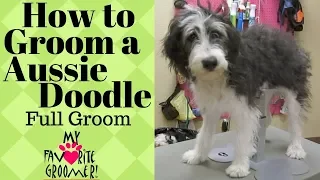 How to Groom a  AussieDoodle