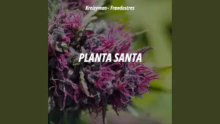 Planta Santa