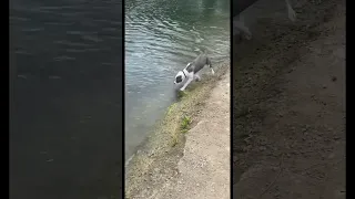 2 wild ducks attack my dog 😱