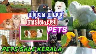 💥Bigg Sale💖Pigeon🔥Exotic Birds💝Dog💞Cat❤️Exotic Pets🤗Low Rate Pets Sale Kerala😻Pets sale kerala💛vlogs