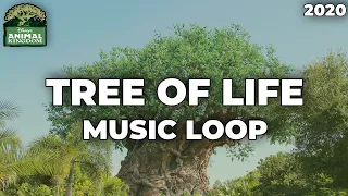 Tree Of Life Area Music Loop - Disney's Animal Kingdom (2020)