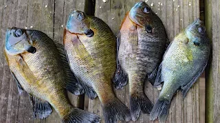 How to Catch Clean Cook Bluegill! Awesome bluegill bait and bluegill recipe