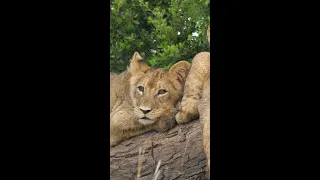 Lioness with cubs (Episode 3) - Grooming #shorts