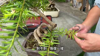 換盆後的盆景快速生長，所以又到了修剪環節，怎麼刺激修剪才能讓盆景在不浪費養分的情況下長得又快又好呢？#油杉刺激修剪#林慶祥盆景藝術創作教學#Bonsai