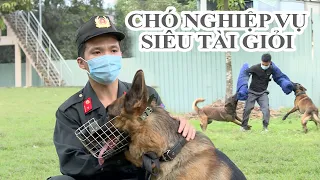 Cận Cảnh Huấn Luyện "Cảnh khuyển - Chó nghiệp vụ" - Vượt tường cao 2 Mét trong nháy mắt