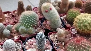 Стоп - КЛЕЩ 🌵 Профилактика.