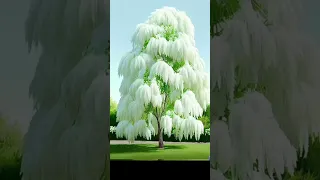 Pagoda Flower or Maha Molu Unique Flower in TIBET. In Himalayas Bloom every 400 years #shorts #yt