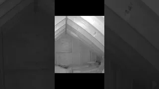 What Bats do inside your attic