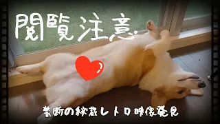 【コーギー犬モナ】禁断の秘蔵映像発見(閲覧注意)エマニエル夫人テーマ曲　A forbidden treasured video with Mrs. Emmanuelle's song.