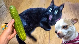 When a silly Cat becomes your best friend 😺🐶 The funniest animals and pets 😅#11