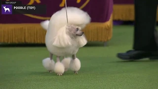 Poodles Toy | Breed Judging 2020