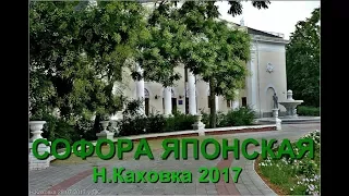 СЛОВО О СОФОРЕ ЯПОНСКОЙ Н Каховка июлю 2017