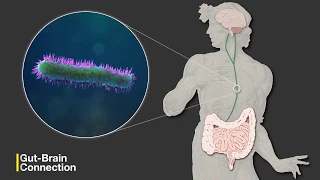 The Gut-Brain Connection