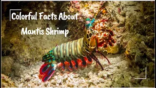 10 Colorful Facts About Mantis Shrimp