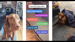 The Best TikTok Compilation of Jax The Vizsla - Part 2