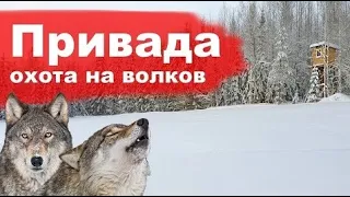 Привада. Охота на волков со смарт прицелом ATN LTV 2022 Ленинградская область