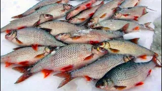 Наваляли крупной плотвы,🐟🐟  Бонусом ОГРОМНЫЙ Сазан. Плотва на гирлянду. Зимняя рыбалка 2022.