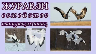 ЖУРАВЛИ - Семейство танцующих птиц