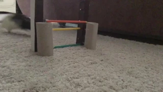 Rat jumps 2/ крысиный конкур 2