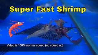 Fastest Shrimp on Earth (Freshwater)