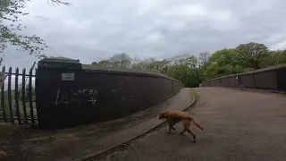 Greta the Fox Red Lab in Hadley Wood