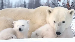 Polar Bear Moms and Cubs: Emerging From the Den