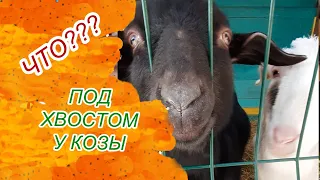 Признаки беременности у козы. Котная? Заглядываем под хвост первокотке