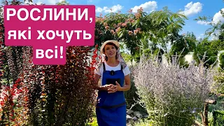 БАГАТОРІЧНИКИ для сонячних клумб квітників. Рослини для дачі, саду