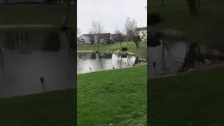 Goose Attack