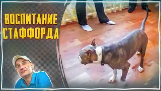 Шести месячный Стаффорд Тайсон(Воспитание-правила,границы,запреты)