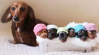 Cute is Not Enough - Funny Cats and Dogs Compilation #67