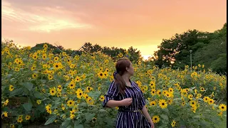 FREE SUNFLOWER SIGHTSEEING SPOT in AICHI,NAGOYA JAPAN | Meijo Park (名城公園ひまわり) | Summer