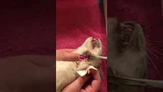 Removing Botfly larve from cat