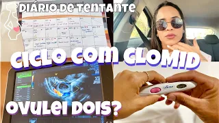 INDUTOR DE OVULAÇÃO - CLOMID: tabelinha, ultrassom e dois óvulos maduros | #diariodetentante