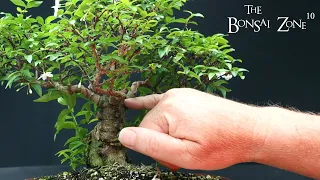 The First Work on My Water Jasmine, The Bonsai Zone, Aug 2023