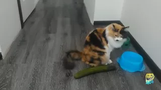 КОТЫ И ОГУРЦЫ! Коты боятся огурцов! ПОДБОРКА с озвучкой   Cats vs Cucumbers