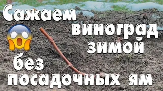 Можно ли посадить виноград зимой?