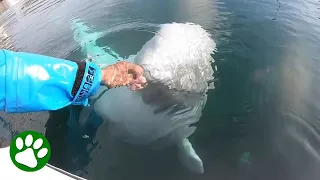 Beluga Whale Steals Camera And Returns It