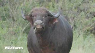 WildEarth - Sunrise Safari -  27 January 2024