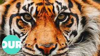 This Is The First Time A Sumatran Tiger Was Caught On Camera | Our World