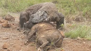 viral‼️😱 people watching dragons drag wild boar