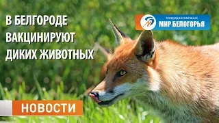 Вакцинация животных против бешенства