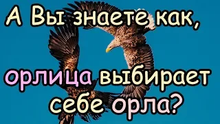 Как Орлица Выбирает Себе Орла для Своих Орлят [Орел и орлица - удивительная пара]