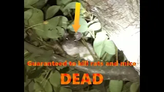 100% guaranteed kill mice and rats DEAD! pet,child,nature safe