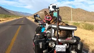 German Shepherd Loves His Motorbike Rides